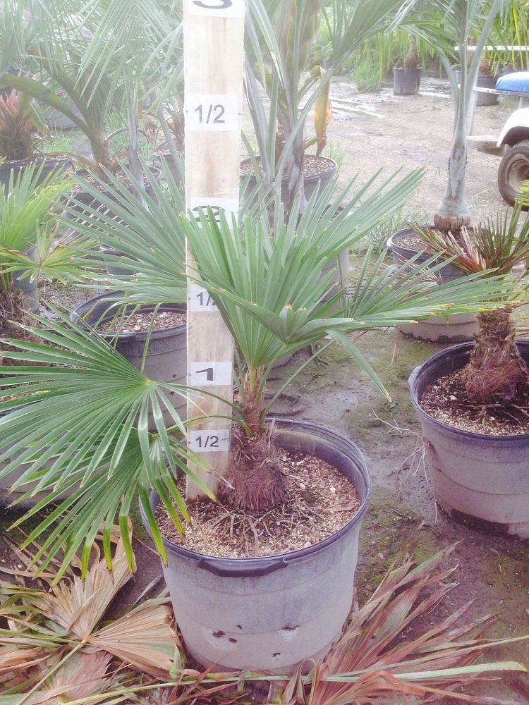 trachycarpus-fortunei-windmill-palm-chusan-palm