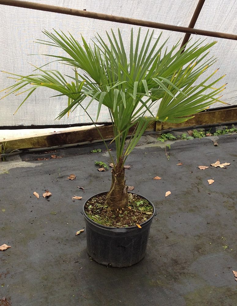 trachycarpus-fortunei-windmill-palm-chusan-palm