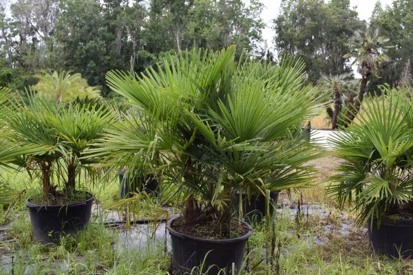 trachycarpus-fortunei-windmill-palm-chusan-palm