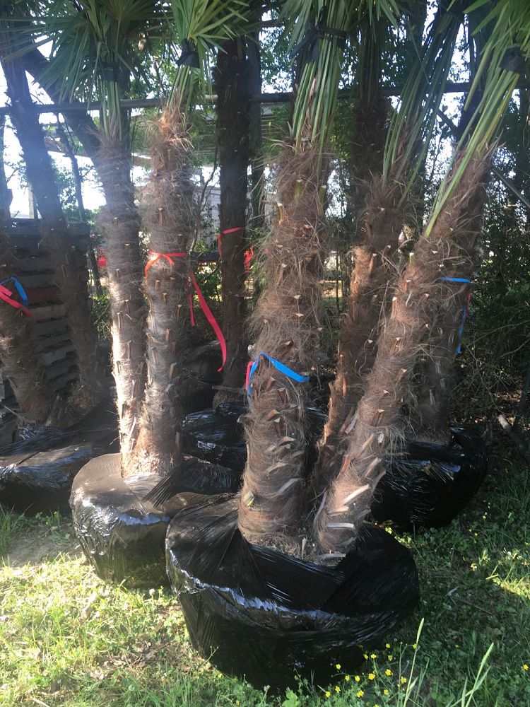 trachycarpus-fortunei-windmill-palm-chusan-palm