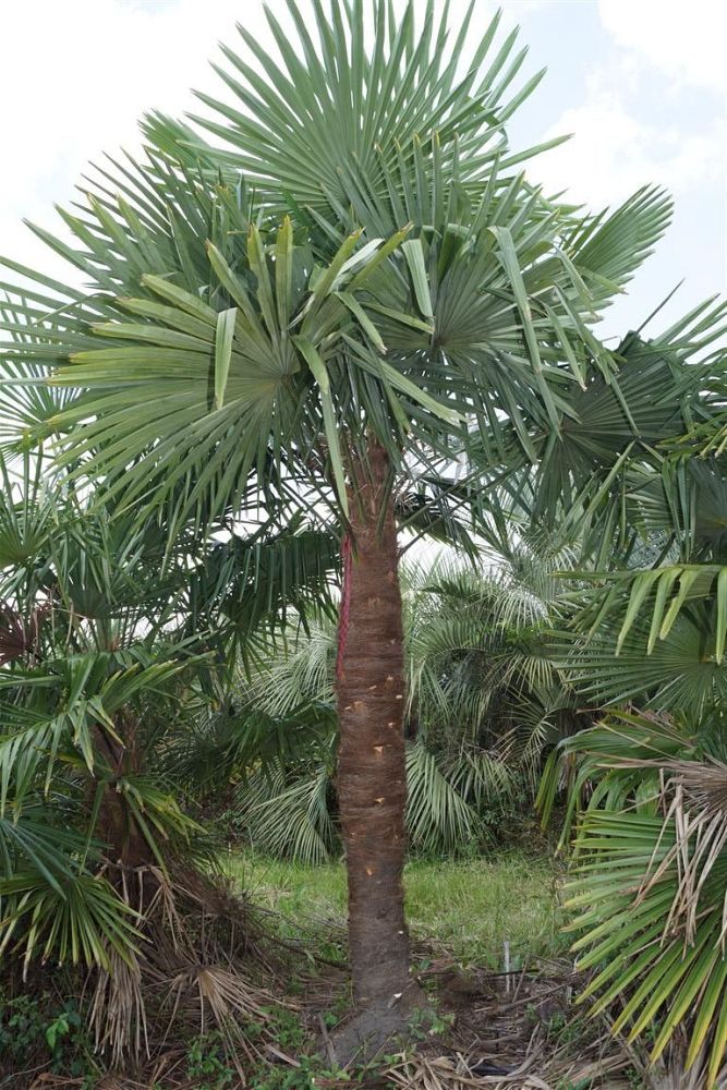 trachycarpus-fortunei-windmill-palm-chusan-palm