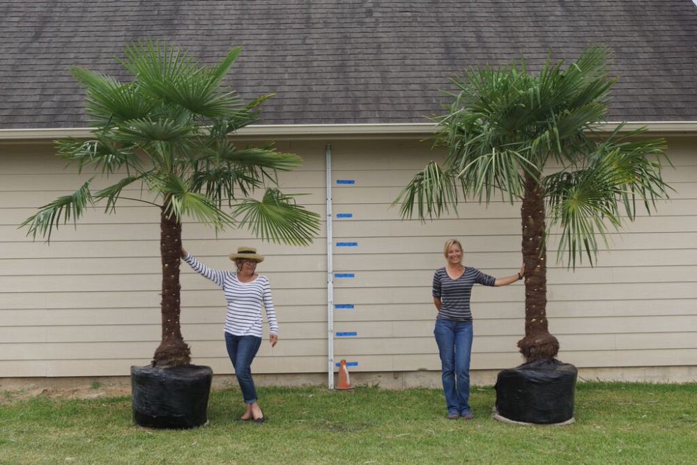 trachycarpus-fortunei-windmill-palm-chusan-palm