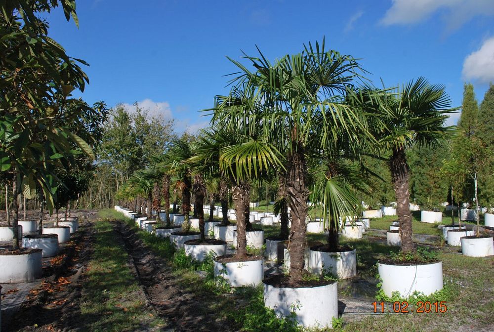 trachycarpus-fortunei-windmill-palm-chusan-palm