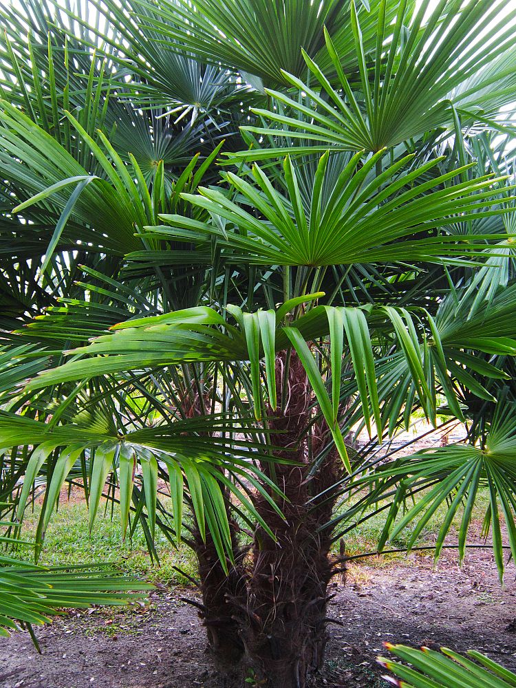 trachycarpus-fortunei-windmill-palm-chusan-palm