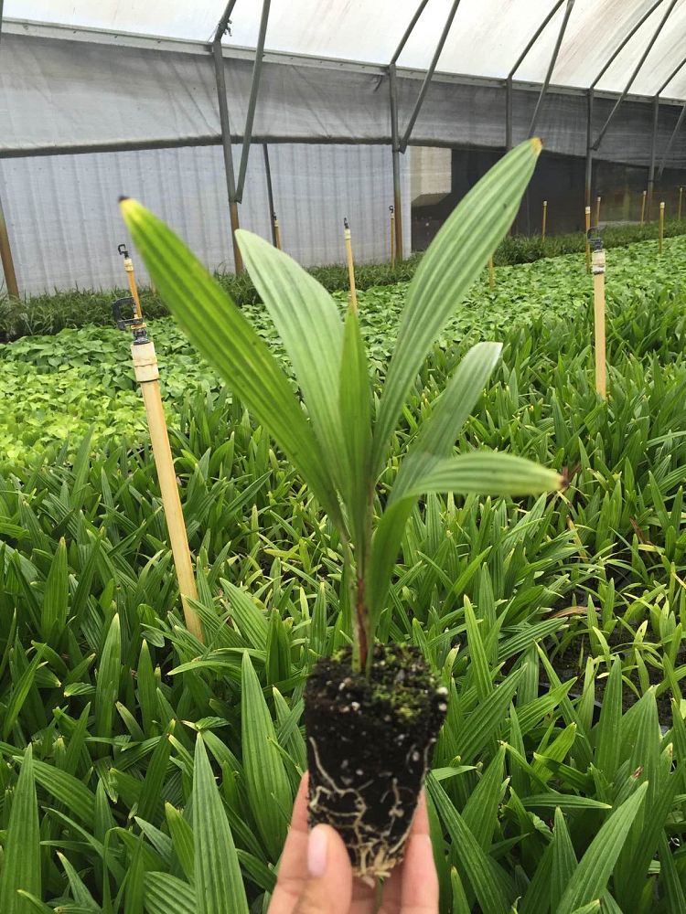 trachycarpus-fortunei-windmill-palm-chusan-palm