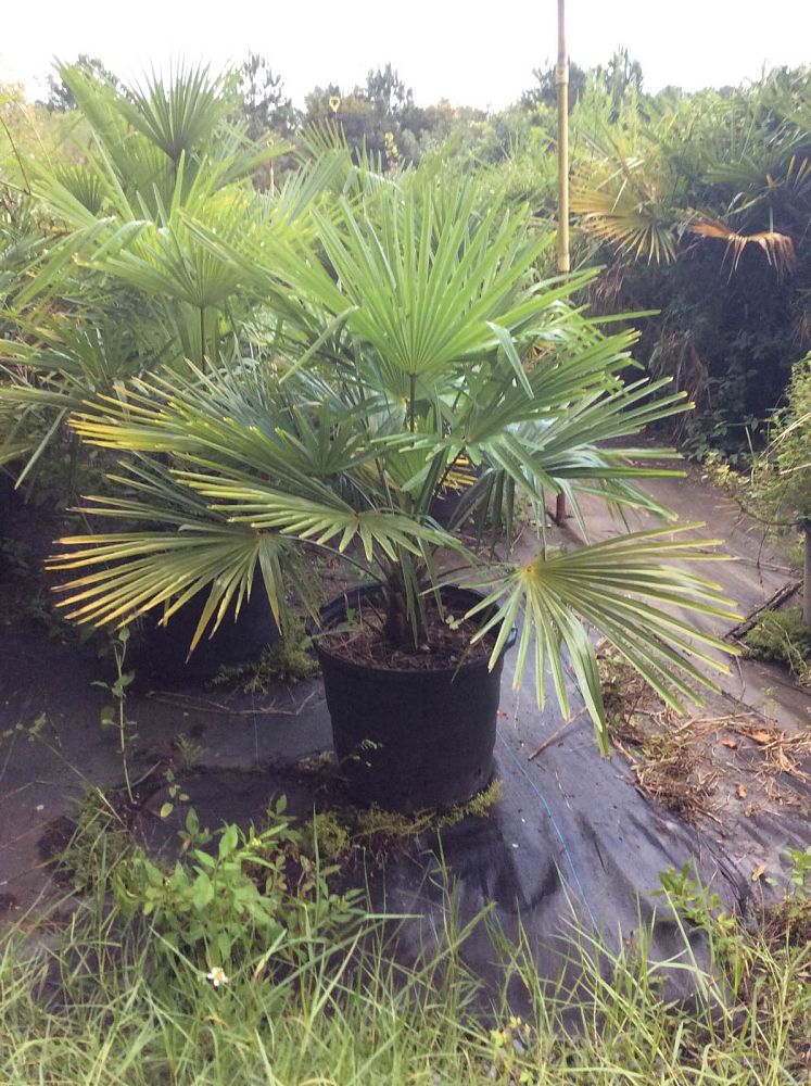 trachycarpus-fortunei-windmill-palm-chusan-palm