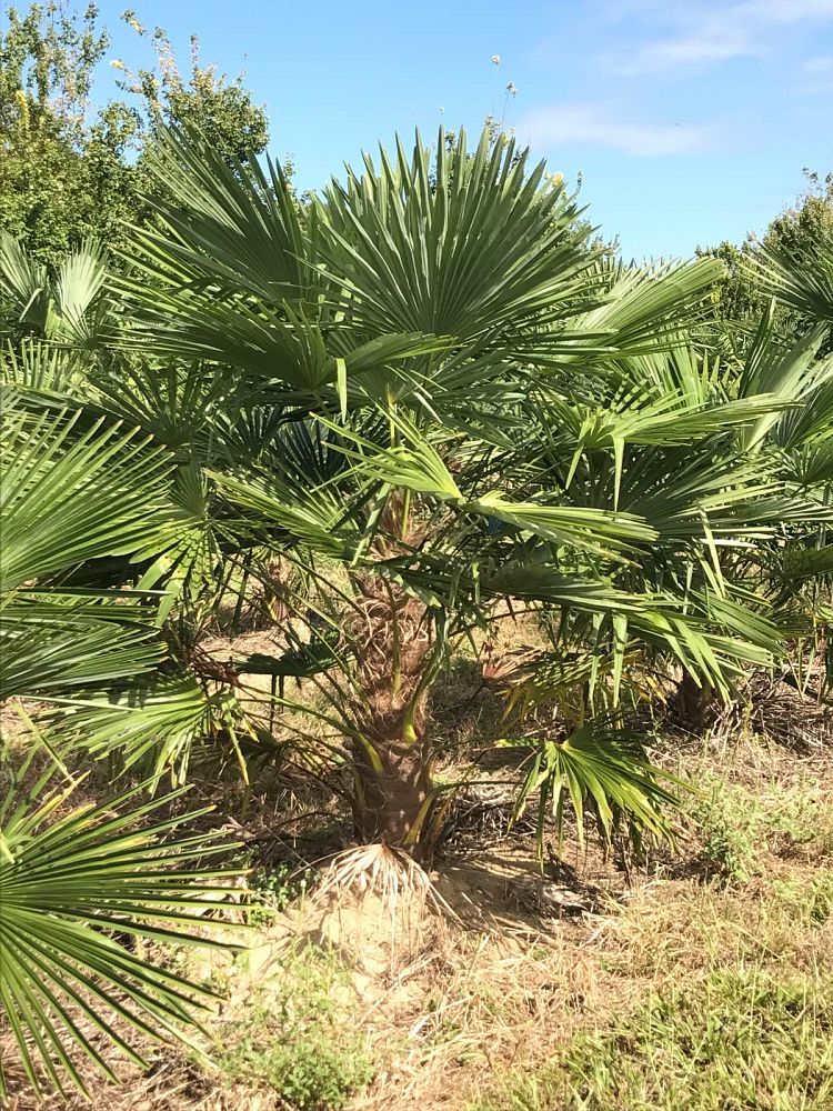 trachycarpus-fortunei-windmill-palm-chusan-palm
