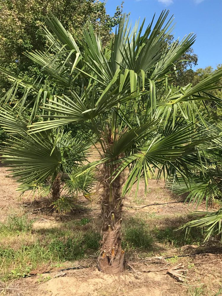 trachycarpus-fortunei-windmill-palm-chusan-palm