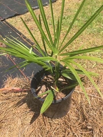 trachycarpus-fortunei-windmill-palm-chusan-palm
