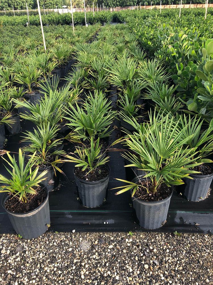 trachycarpus-fortunei-windmill-palm-chusan-palm
