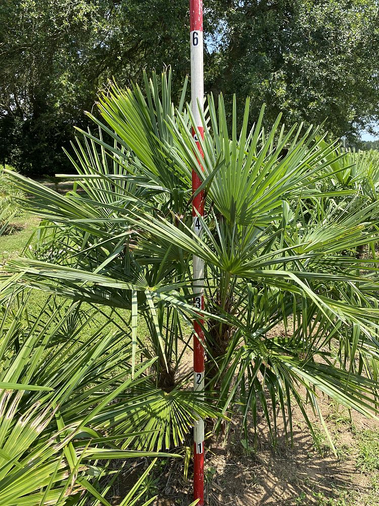 trachycarpus-fortunei-windmill-palm-chusan-palm