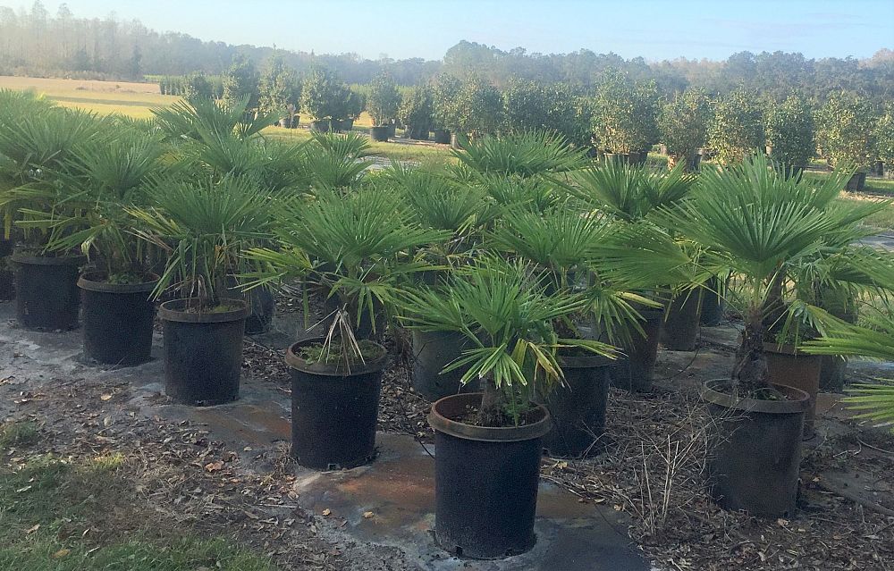 trachycarpus-fortunei-windmill-palm-chusan-palm