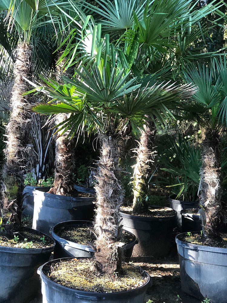 trachycarpus-fortunei-windmill-palm-chusan-palm
