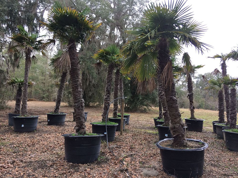 trachycarpus-fortunei-windmill-palm-chusan-palm