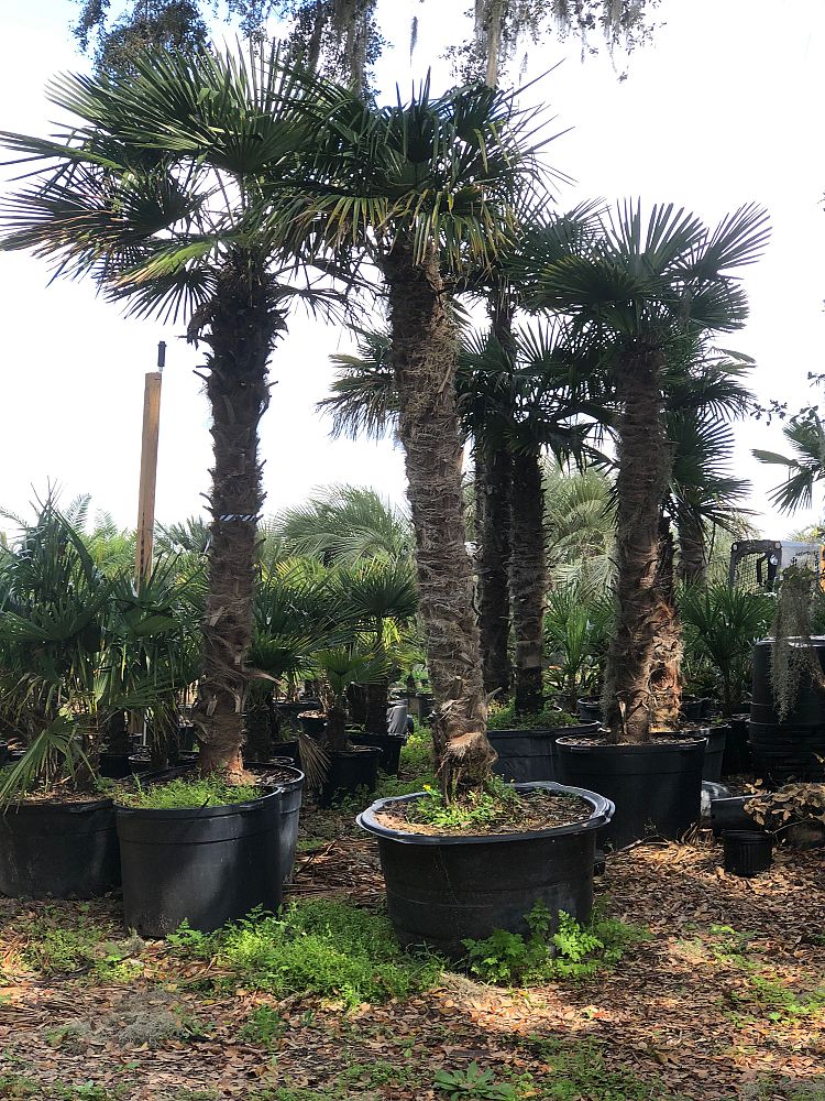 trachycarpus-fortunei-windmill-palm-chusan-palm