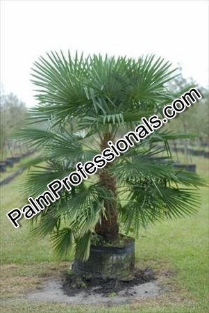 trachycarpus-fortunei-windmill-palm-chusan-palm