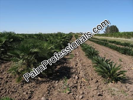 trachycarpus-fortunei-windmill-palm-chusan-palm