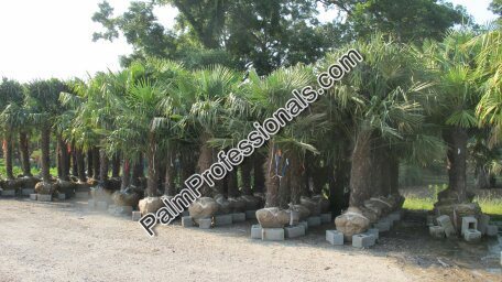 trachycarpus-fortunei-windmill-palm-chusan-palm