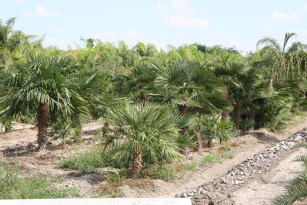 trachycarpus-fortunei-windmill-palm-chusan-palm