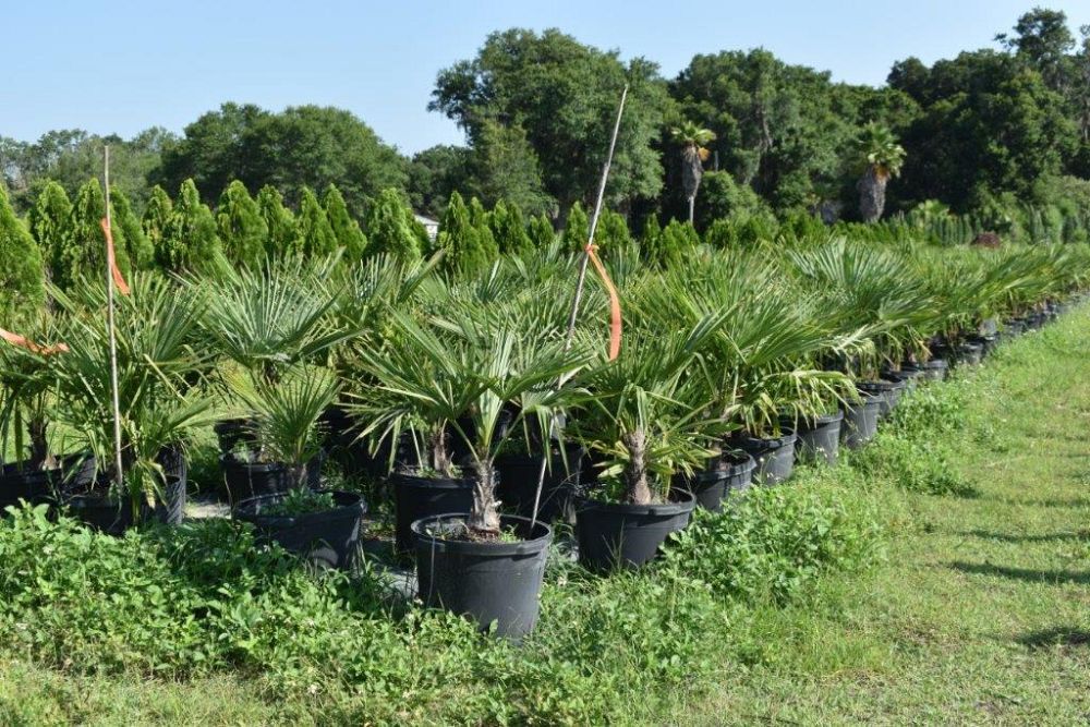 trachycarpus-fortunei-windmill-palm-chusan-palm