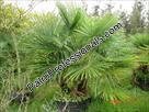 trachycarpus-fortunei-windmill-palm-chusan-palm