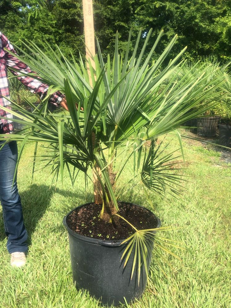 trachycarpus-fortunei-windmill-palm-chusan-palm
