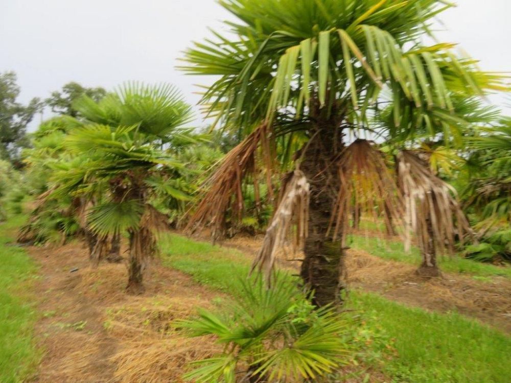 trachycarpus-fortunei-windmill-palm-chusan-palm