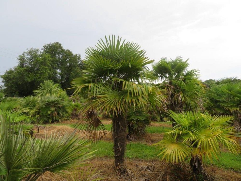 trachycarpus-fortunei-windmill-palm-chusan-palm