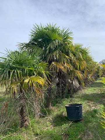 trachycarpus-fortunei-windmill-palm-chusan-palm