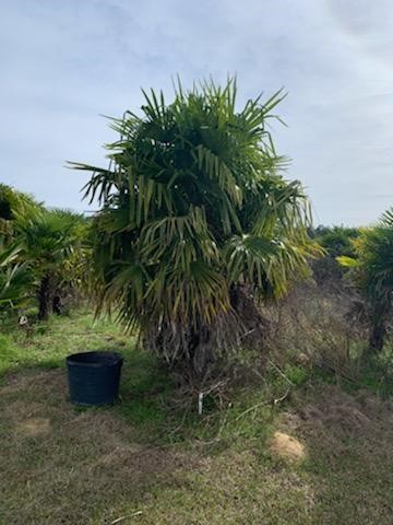 trachycarpus-fortunei-windmill-palm-chusan-palm