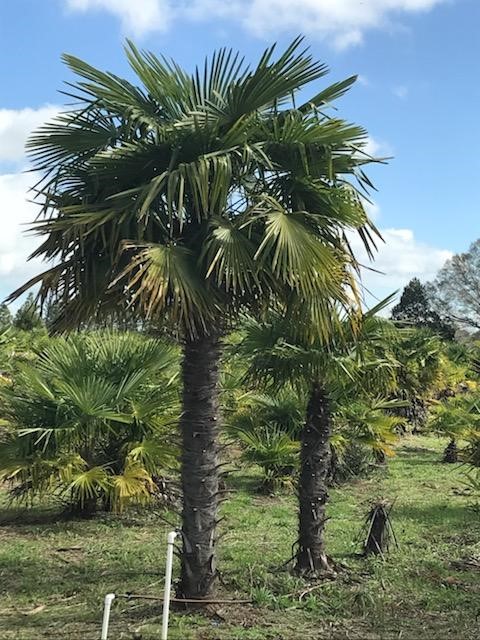 trachycarpus-fortunei-windmill-palm-chusan-palm