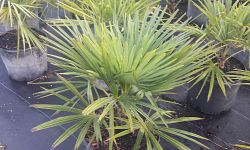 trachycarpus-fortunei-windmill-palm-chusan-palm
