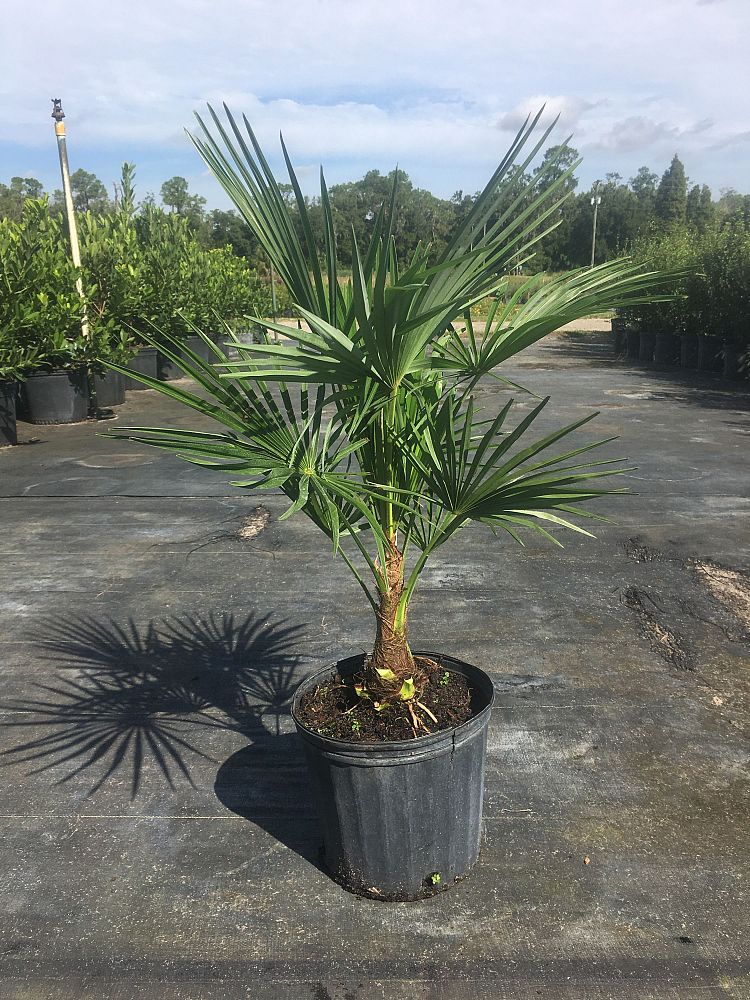 trachycarpus-fortunei-windmill-palm-chusan-palm