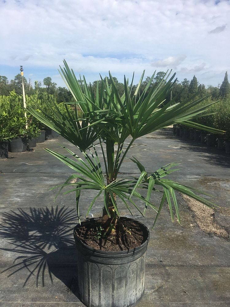 trachycarpus-fortunei-windmill-palm-chusan-palm