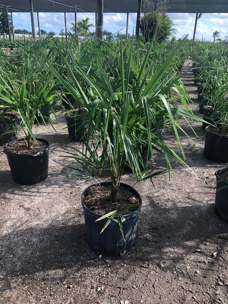 trachycarpus-fortunei-windmill-palm-chusan-palm