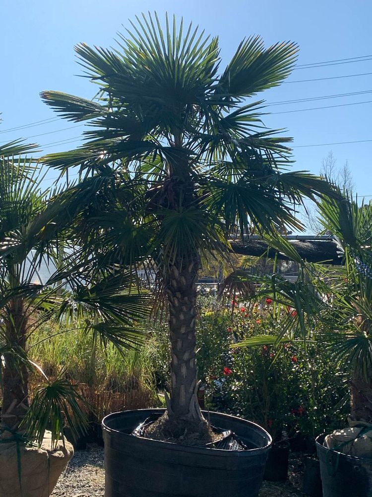 trachycarpus-fortunei-windmill-palm-chusan-palm