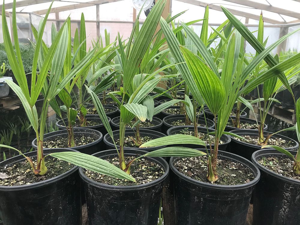 trachycarpus-fortunei-windmill-palm-chusan-palm