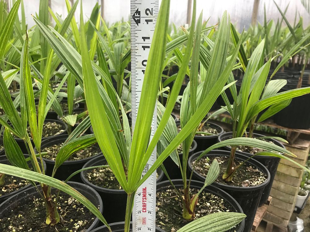 trachycarpus-fortunei-windmill-palm-chusan-palm