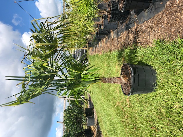 trachycarpus-fortunei-windmill-palm-chusan-palm