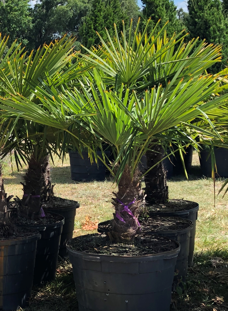 trachycarpus-fortunei-windmill-palm-chusan-palm