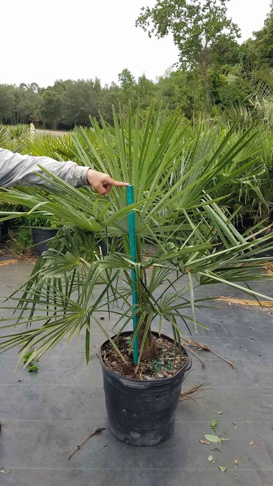 trachycarpus-fortunei-windmill-palm-chusan-palm