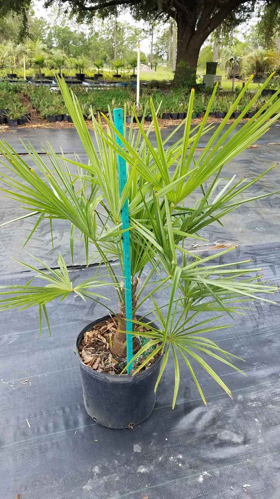 trachycarpus-fortunei-windmill-palm-chusan-palm