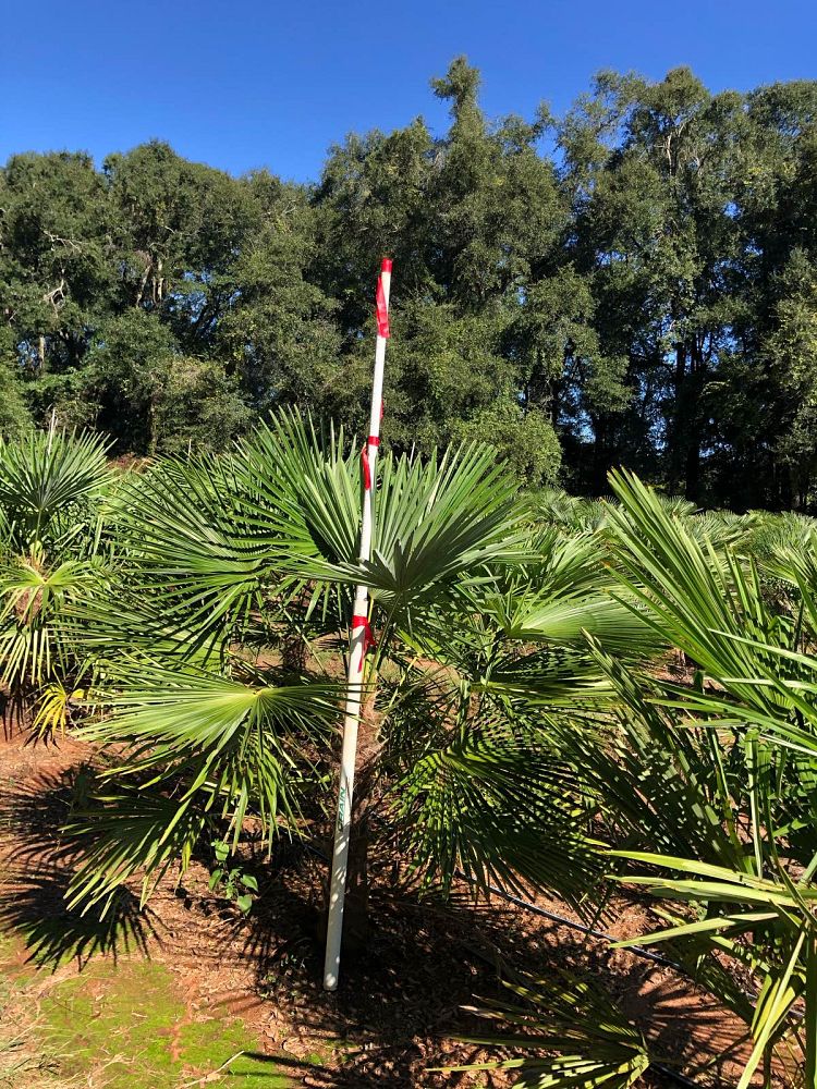 trachycarpus-fortunei-windmill-palm-chusan-palm