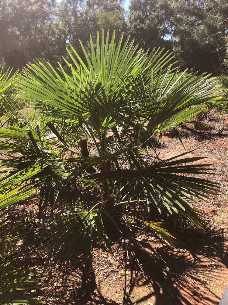 trachycarpus-fortunei-windmill-palm-chusan-palm
