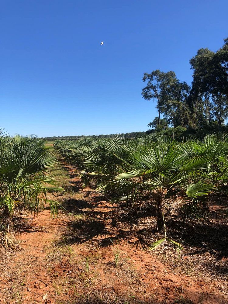 trachycarpus-fortunei-windmill-palm-chusan-palm
