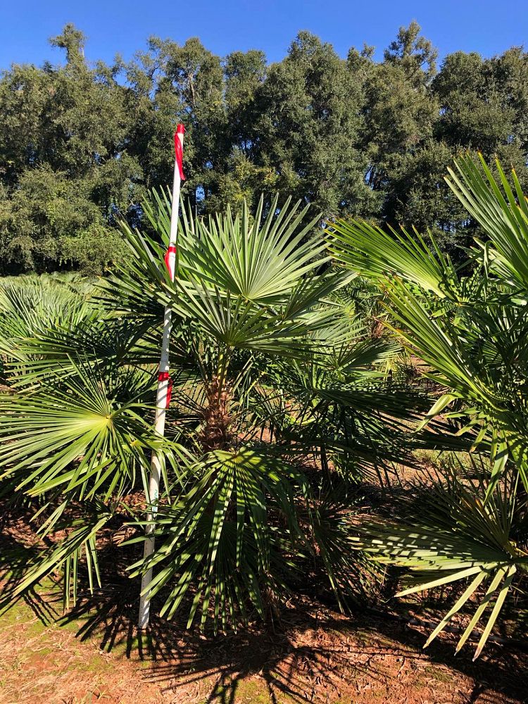 trachycarpus-fortunei-windmill-palm-chusan-palm