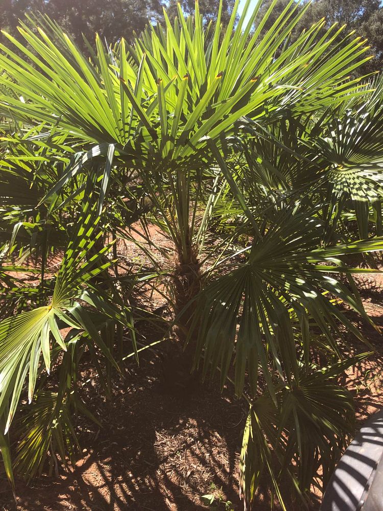 trachycarpus-fortunei-windmill-palm-chusan-palm
