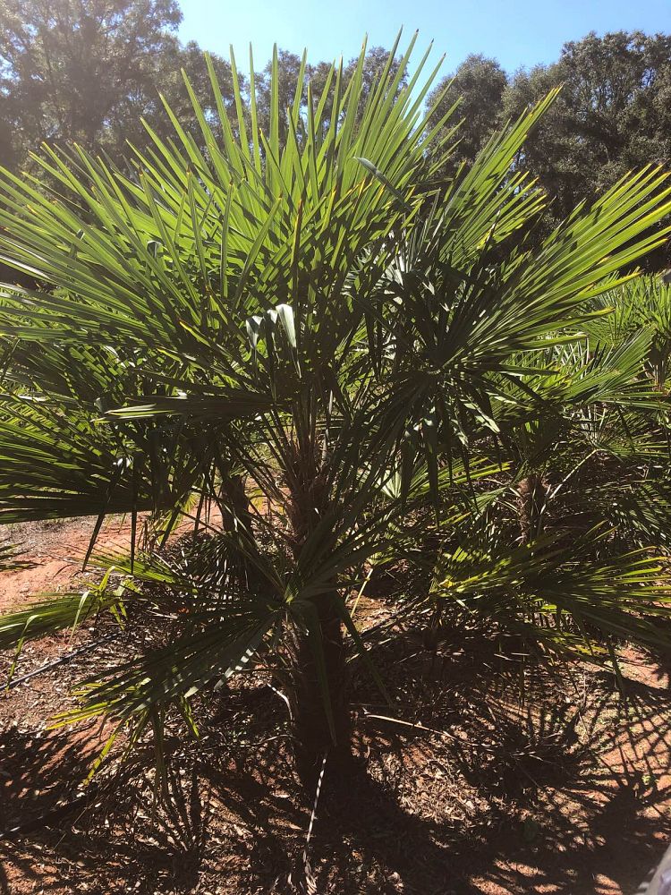 trachycarpus-fortunei-windmill-palm-chusan-palm
