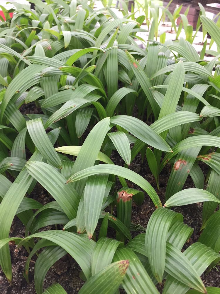 trachycarpus-fortunei-windmill-palm-chusan-palm