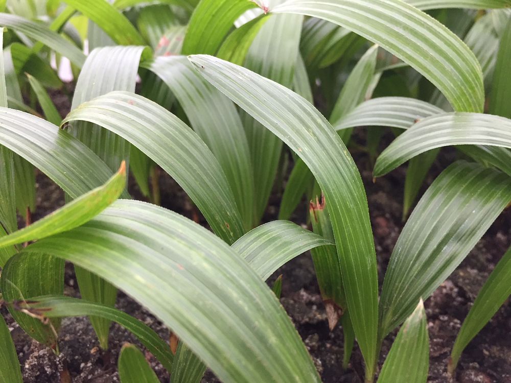trachycarpus-fortunei-windmill-palm-chusan-palm